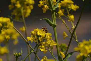 Obraz premium A beautiful bee collecting honey from the mustard flower close up shot