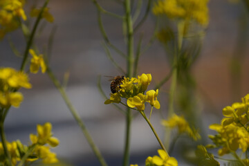 A beautiful bee collecting honey from the mustard flower close up shot