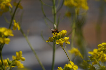 Bee collecting pollen at yellow flower. Bee flying over the yellow flower in blur background