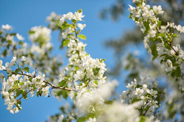 Springtime. branches of blossoming apple close up against background of blue sky.