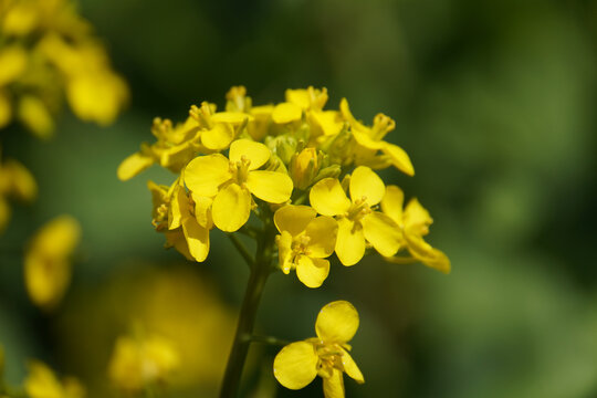 Blossomed yellow mustard flower in the agricultural field close up shot with selective view