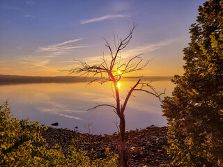 Sunrise with bare tree in foreground