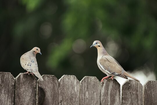 Pigeons perched on a wooden fence looking out into the distance. - Powered by Adobe