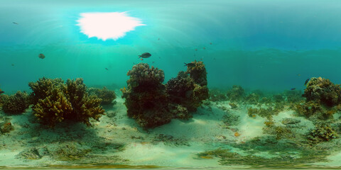 Naklejka na ściany i meble Tropical colourful underwater seascape. Tropical fishes and coral reef underwater. Underwater landscape. Philippines. 360 panorama VR