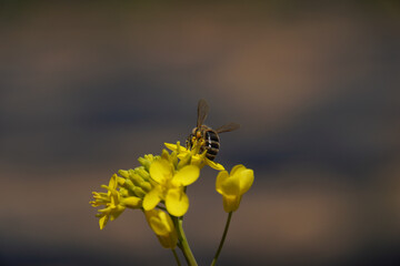 The bee collects honey on a rape flower