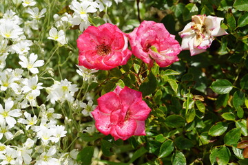 Beautiful roses blooming in May.