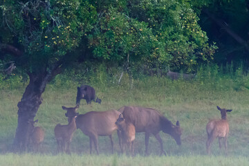 Black Bear Threatens Herd of Elk