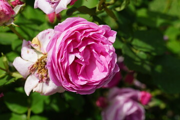 Beautiful roses blooming in May.