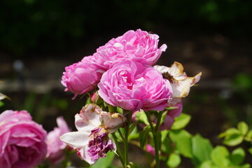 Beautiful roses blooming in May.