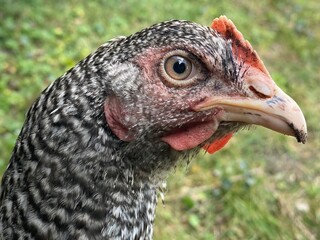 Hen