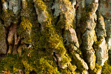 Embossed texture of the brown bark of a tree with green moss and lichen on it.
