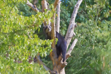 Digital painting of a spectacled Andean bear climbing in a tree