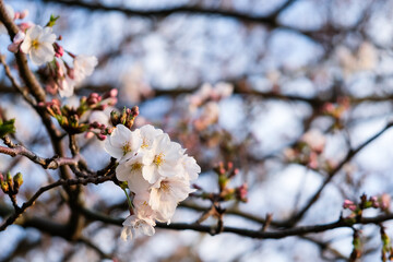 Cherry blossom flower in Spring season