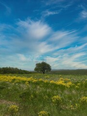 A vertical shot of a green tree in a green field under a blue sky