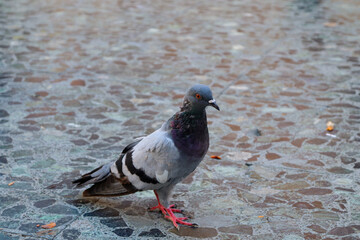 A Grey and White Pigeon on the Floor of a Park