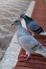 2 Pigeons Resting on a Bench on the Tree