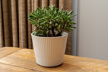 Jade plant, crassula ovata, indoors in a white pot on a wooden table
