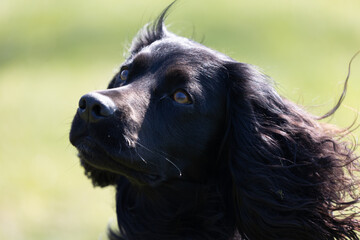cocker spaniel in action