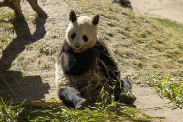 Adorable panda bear happily munching on fresh bamboo leaves in an outdoor setting