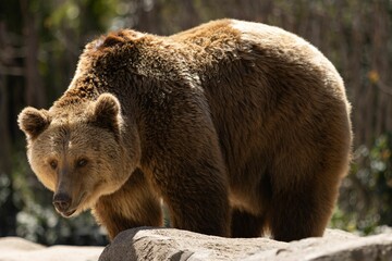 Obraz premium Brown bear stands on rocky terrain in an open-air enclosure on sunny day