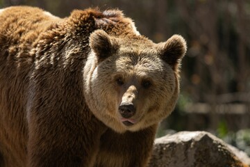 Fototapeta premium Brown bear stands on rocky terrain in an open-air enclosure on sunny day