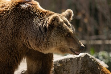 Naklejka premium Brown bear stands on rocky terrain in an open-air enclosure on sunny day
