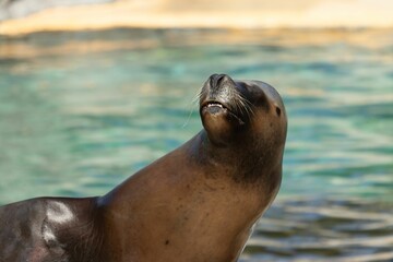 Fototapeta premium Adorable seal lounging in a zoo enclosure outdoors, enjoying the warm sunshine
