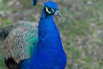 Fototapeta premium Vibrant peacock perched atop lush green grass, showcasing its magnificent tail feathers