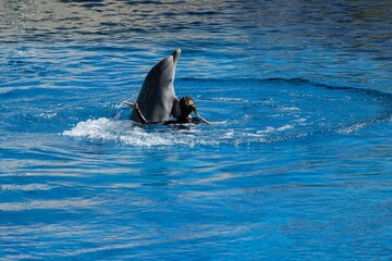 Fototapeta premium Playful dolphin swimming and performing tricks in a crystal clear blue pool of a Dolphinarium