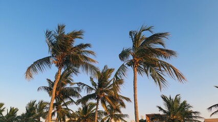 Fototapeta na wymiar Coconut trees on sunny day