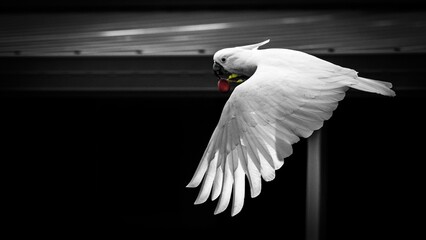 Australian white cockatoo flying in mid-air, wings spread wide and flapping in the wind, grayscale