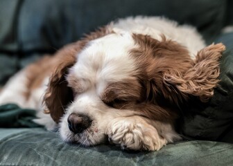 Sweet brown and white Cavalier King Charles Spaniel snuggling in a comfortable couch bed