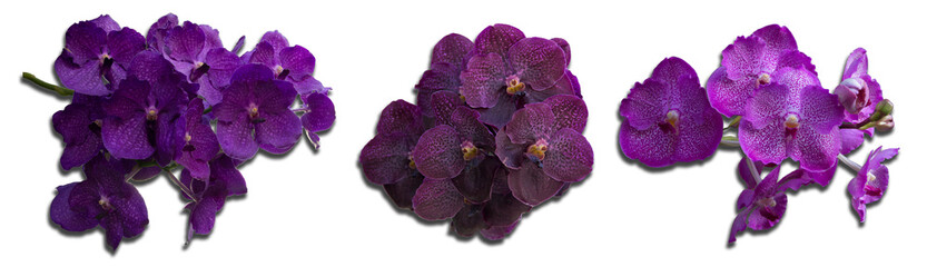 Vanda orchid flowers purple, reddish brown are blooming in ornamental garden. Hybrid Vanda orchid with attractive exotic colors. In winter of Thailand. White background, isolated, PNG file, shadow .
