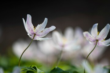 Close-up shot of a beautiful wood anemone grown in the garden on a blurred background