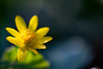 Close-up shot of a beautiful yellow Lesser celandine grown in the garden on a blurred background