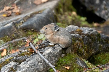 Tiny rock rabbit perched atop a jagged boulder in a rustic outdoor setting.