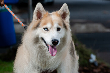 A beige and white Alaskan Malamute with heterochromia, one blue eye and one brown eye, walking with his owner in a city park.