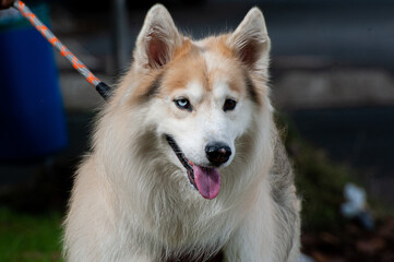 Fototapeta premium A beige and white Alaskan Malamute with heterochromia, one blue eye and one brown eye, walking with his owner in a city park.