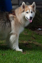 A beige and white Alaskan Malamute with heterochromia, one blue eye and one brown eye, walking with his owner in a city park.