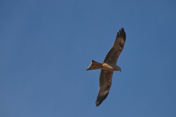 Black kite soaring in the blue sky. Milvus migrans.