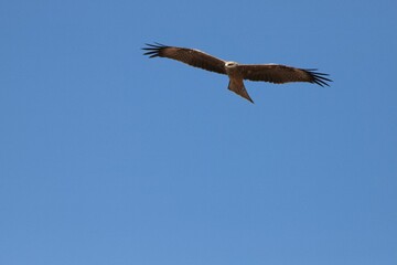 Black kite soaring in the blue sky. Milvus migrans.