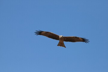 Black kite soaring in the blue sky. Milvus migrans.