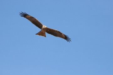 Fototapeta na wymiar Black kite soaring through a clear blue sky.