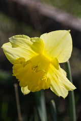 Single daffodil flower head in sunshine from behind