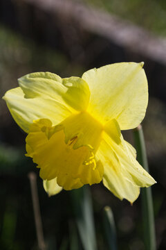 Single daffodil flower head in sunshine from behind