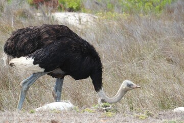 Male South African ostrich walking in a golden grassy meadow.
