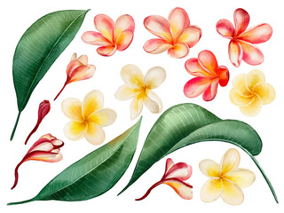 Plumeria blossoms in watercolor style isolated on white background. Hand-drawn watercolor floral illustration on transparent background can be used on a variety of surfaces