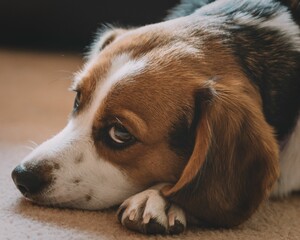 Closeup shot of an adorable beagle dog resting on the floor of a home