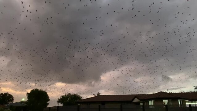 Bunch of Flying foxes (Pteropus) flying over the houses in the cloudy gloomy sky