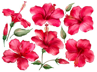 Hibiscus blossoms in watercolor style isolated on white background. Hand-drawn watercolor floral illustration on transparent background can be used on a variety of surfaces